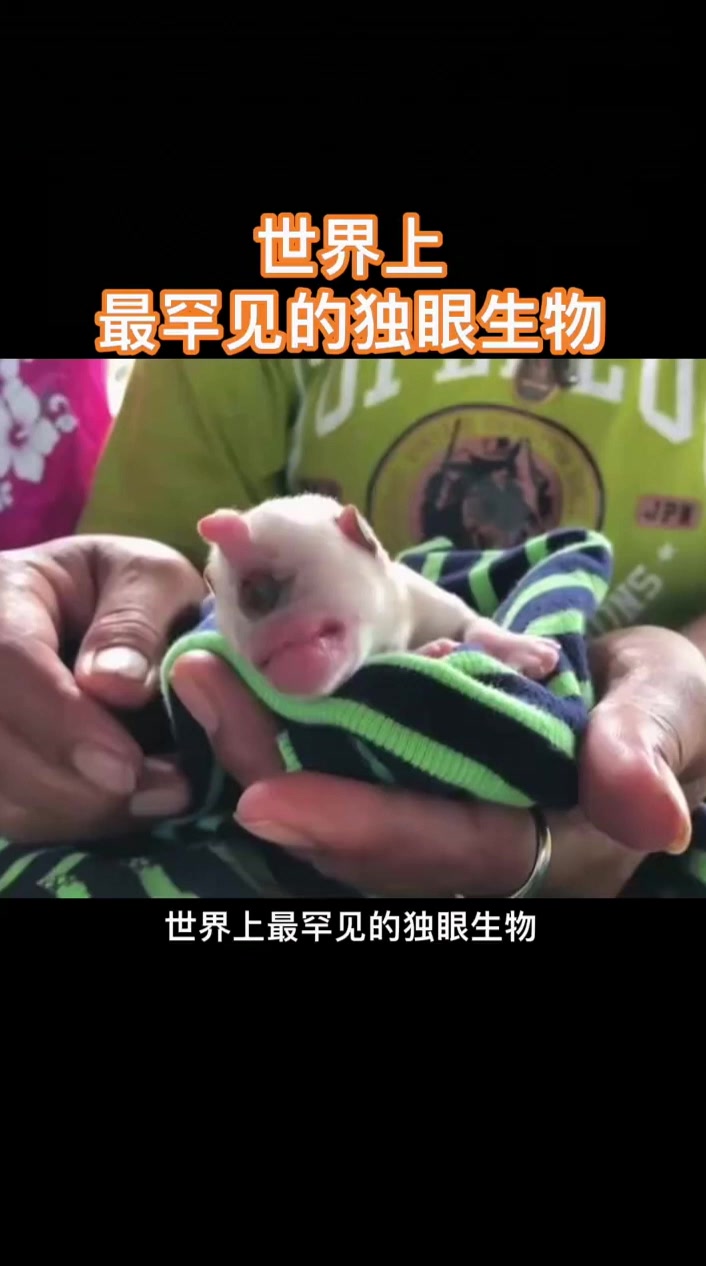世界上最罕见的独眼生物