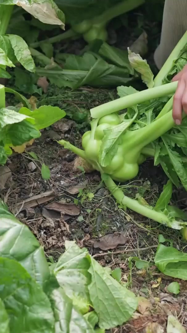 脆嫩青菜头是榨菜原料，洋槐花清香炒蛋包饺子