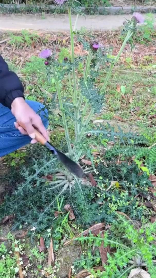农村常见野菜大揭秘，这几种你认识几个，刺耳菜地皮菜构树穗