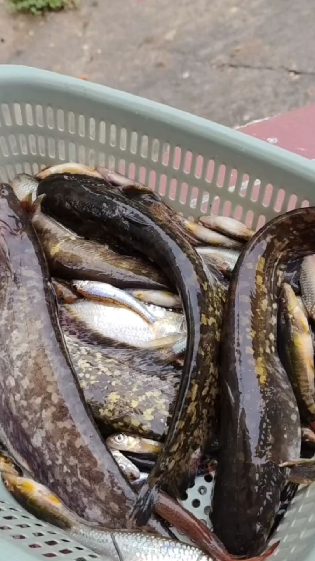 这是什么鱼阿认识不