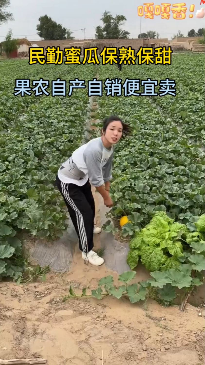 民勤蜜瓜口感巅峰,喜欢吃的来一单吧,瓜香四溢,纯甜多汁