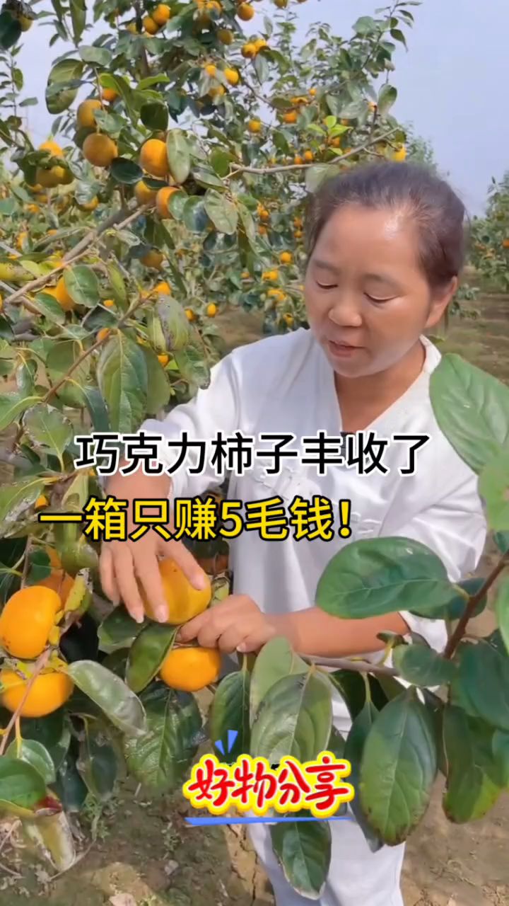 巧克力脆甜柿子,比普通软柿子好吃多了