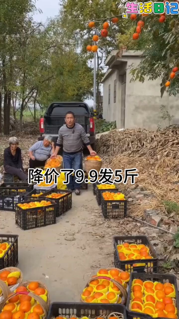这个甜柿子,收到不用放软,直接吃,脆甜爽口