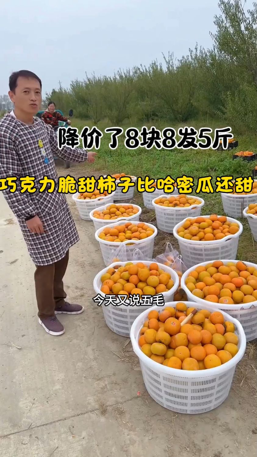 柿中贵族,巧克力脆柿,又降价了,给家人带一箱尝尝