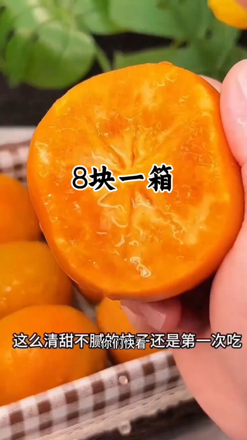 巧克力柿子,拒绝涩口柿子,直接吃又脆又甜