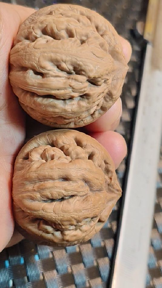 小王炸粗筋霸王龙