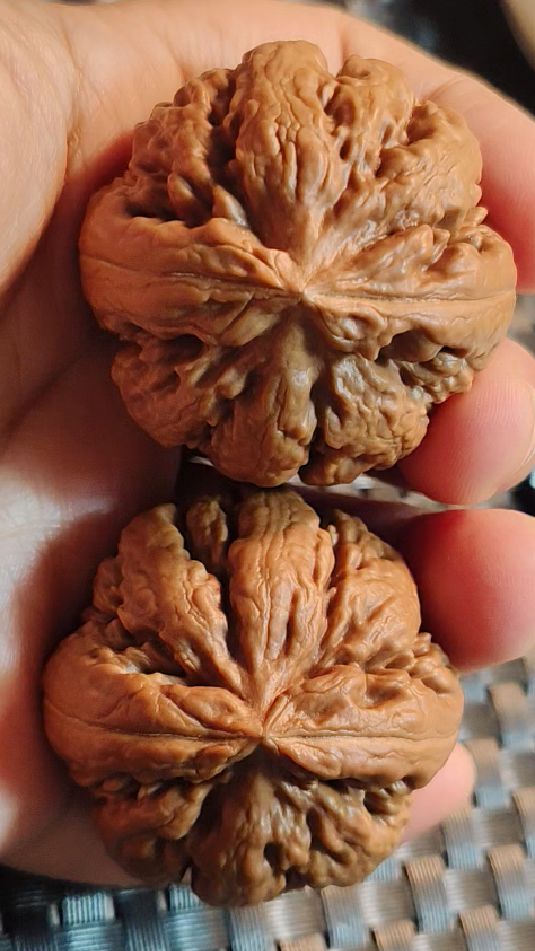 经典收藏款粗筋霸王龙