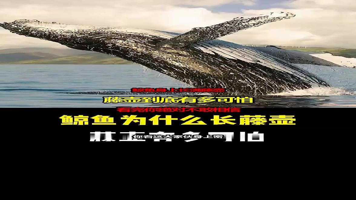 鲸鱼身上长满藤壶,藤壶到底有多可怕,看完你绝对不敢相信!