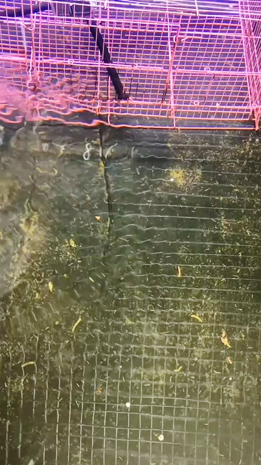 一百条黑鱼在狗鱼的吞噬下,用了两个月时间最终谁会成为黑鱼王