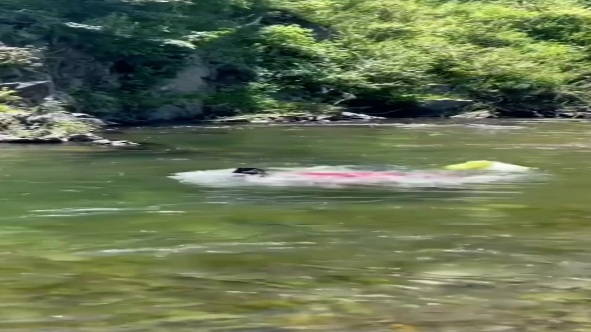 俺们屯子老娘们夏天都来大河里洗澡 