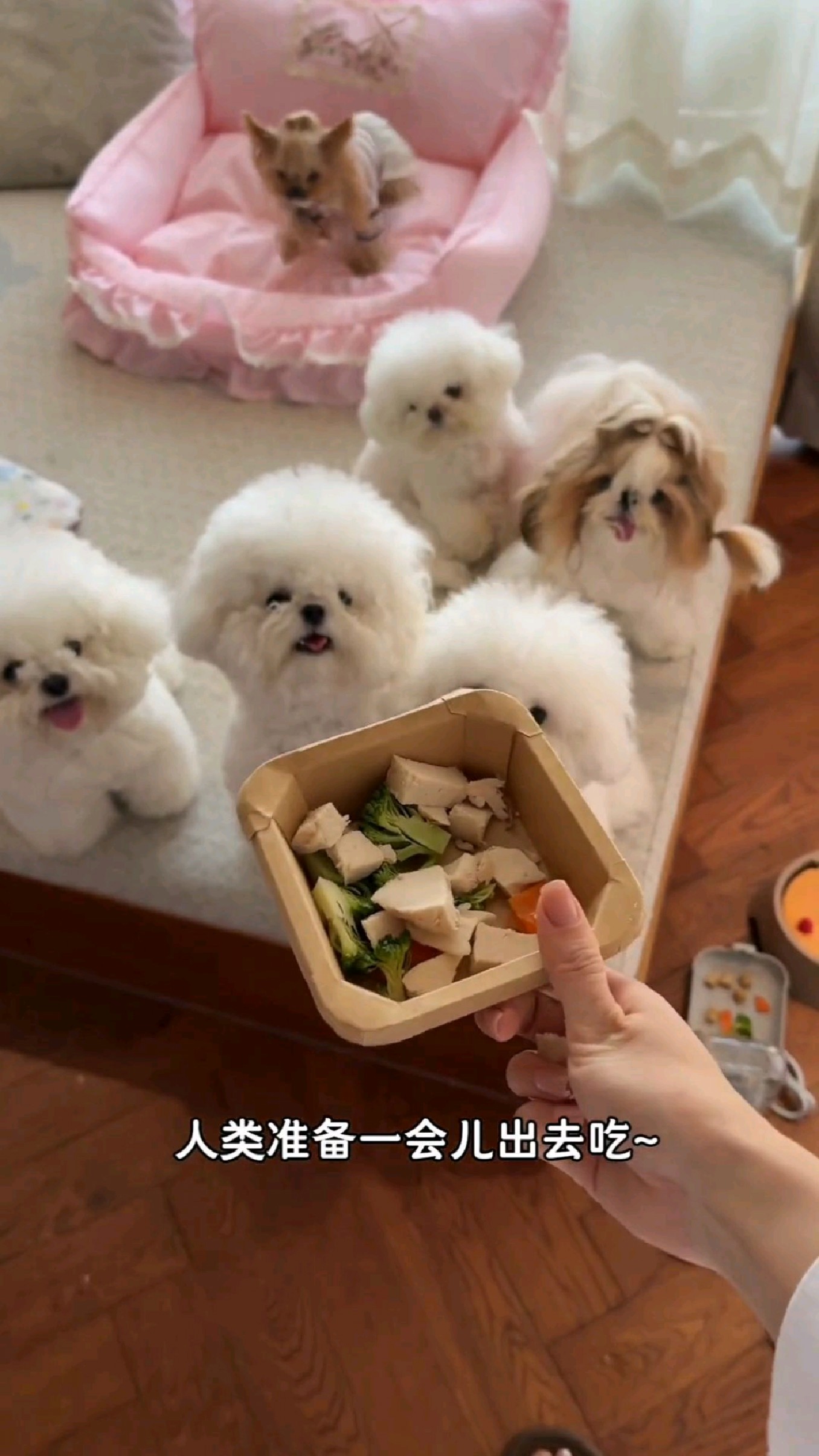 一人带六狗安吉短途旅行第二天日常!