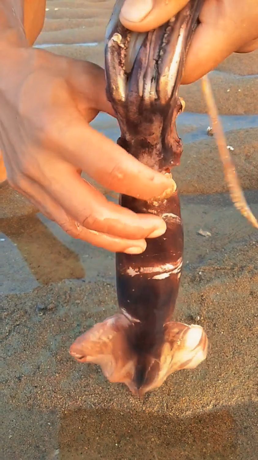 教你如何处理大鱿鱼!