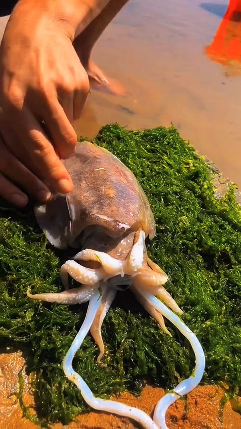 给大家解刨个大鱿鱼看看啥样的!