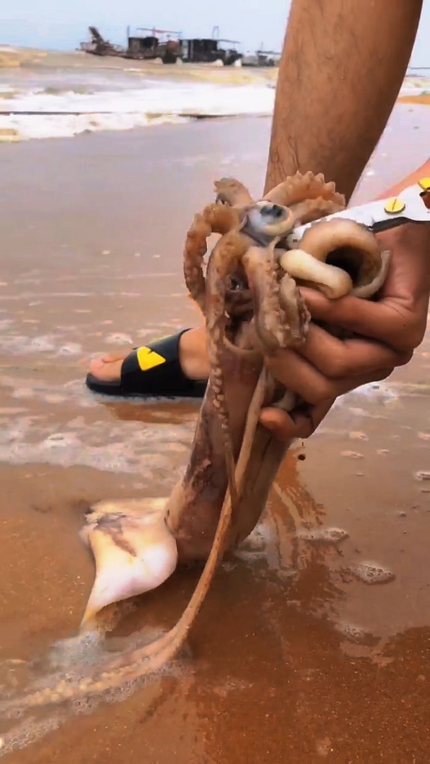 教你如何正确处理大鱿鱼