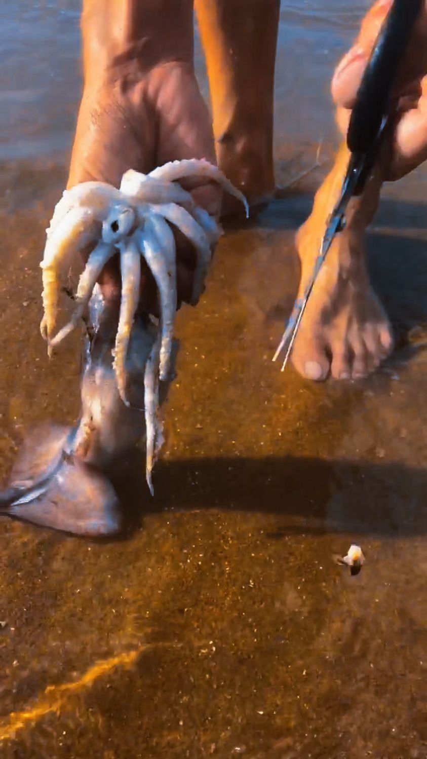 给大家剪个大鱿鱼看看里面啥样的