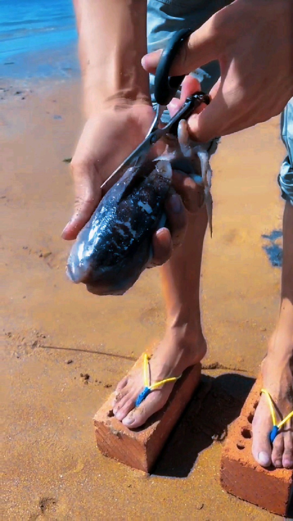 给大家解刨个大鱿鱼看看里面啥样!