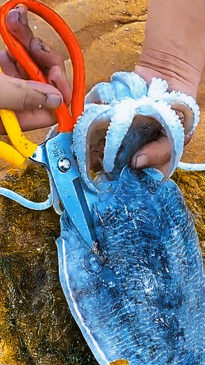 剪个大鱿鱼看看里面啥样的!