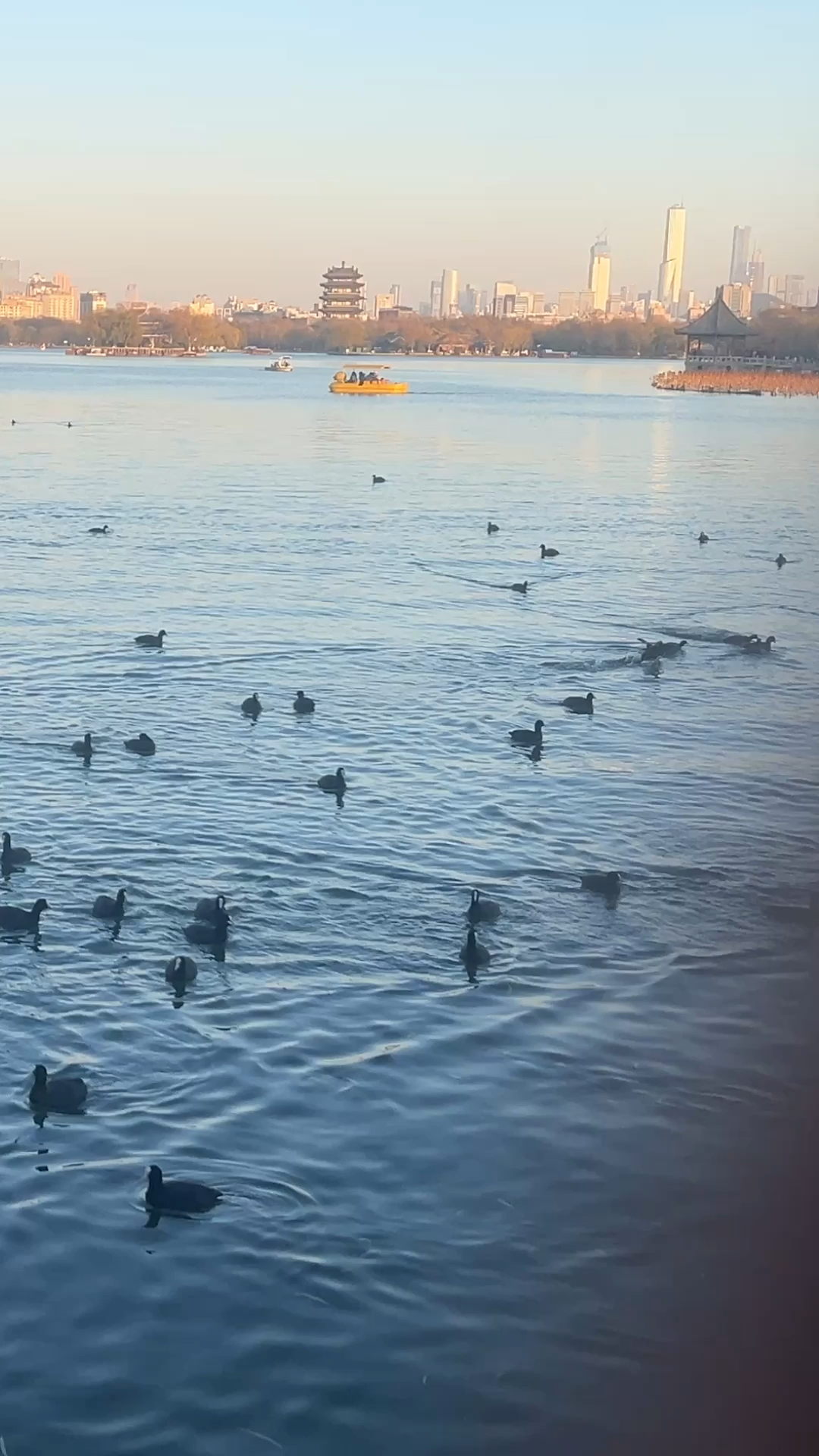 济南大明湖里面的野鸭子