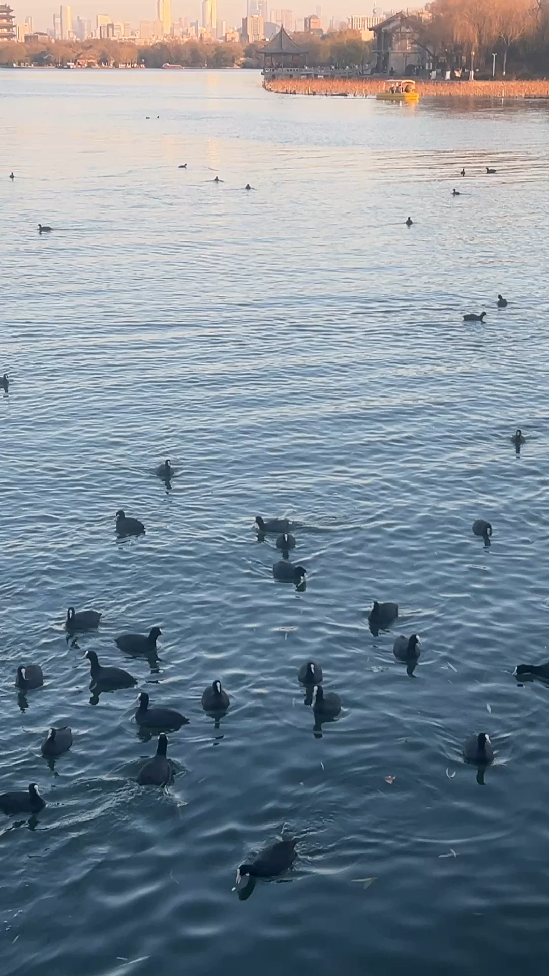 济南大明湖中有一群野鸭子在嬉戏