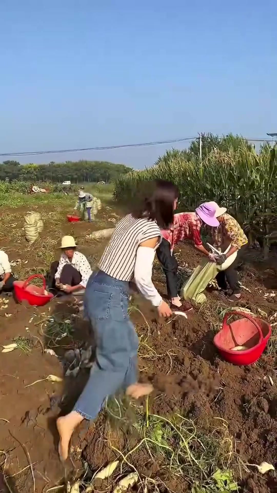 节庆特产热销爆款单品，礼盒包装大气有心意，牛奶人参薯探亲访友贴心礼品