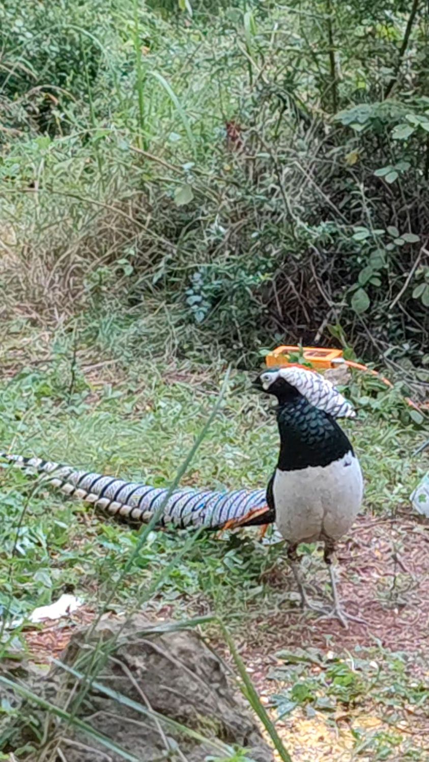 野生白腹锦鸡户外活动