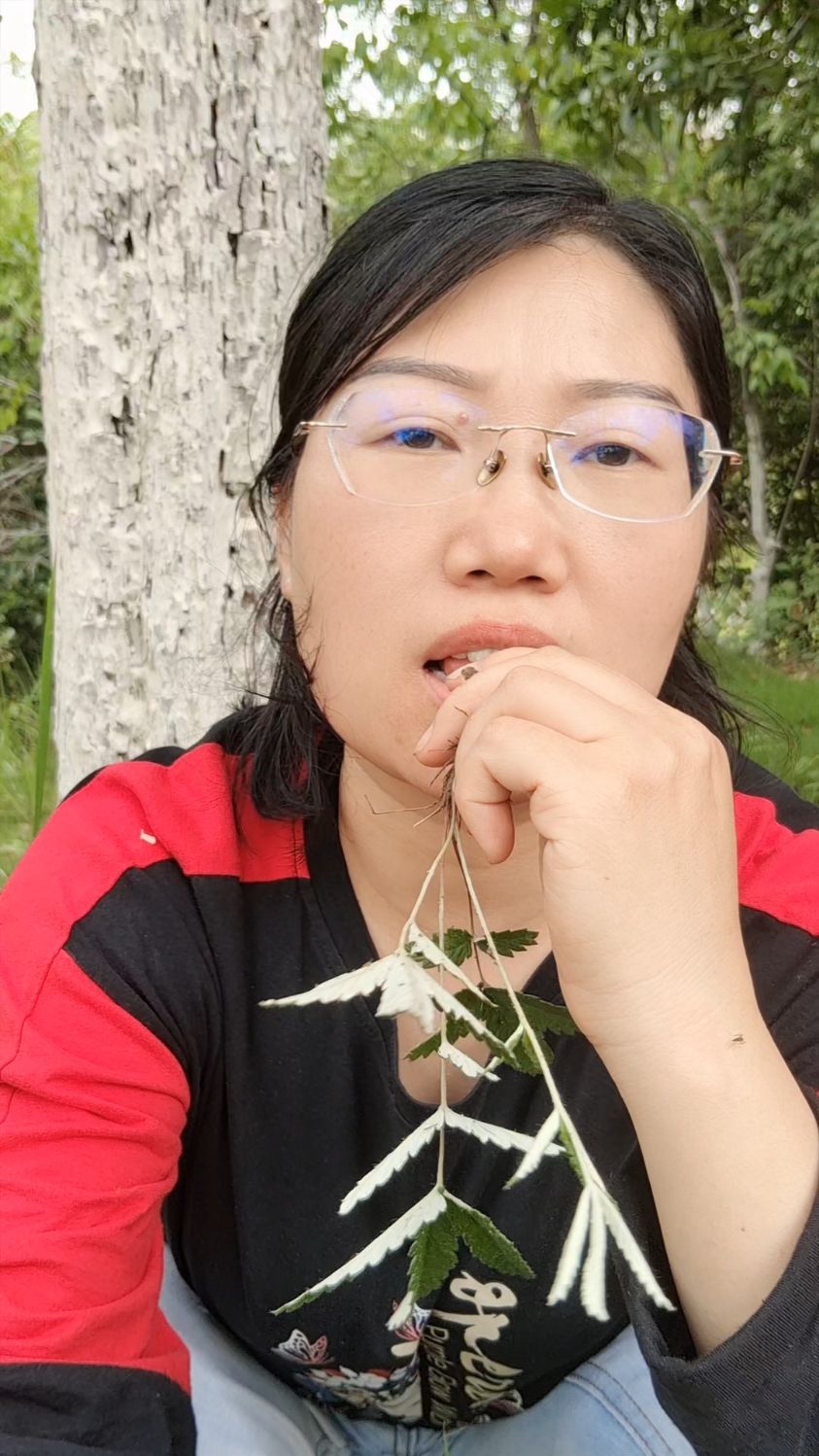 翻白草又叫清场草,端午过后就可以采收,山上到处都是它的身影