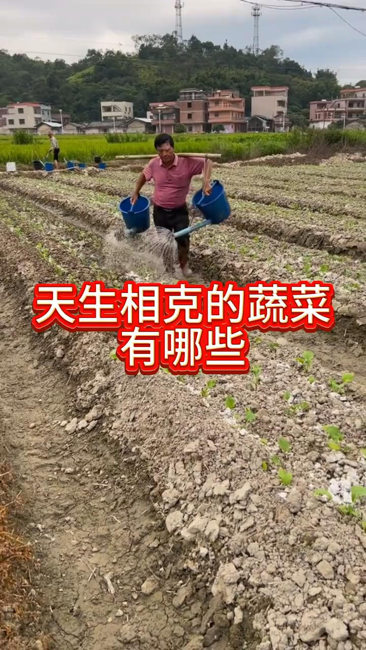 天生相克的蔬菜,千万别放在一起种。