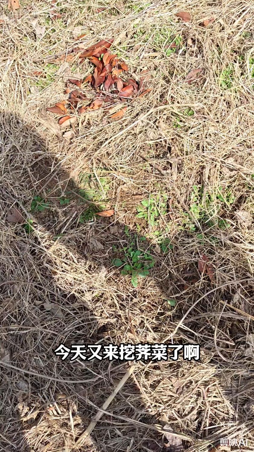 春天里的野菜-荠菜