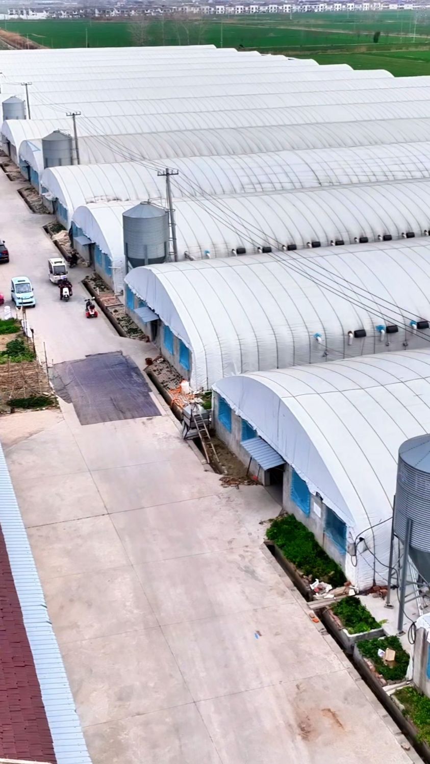 养殖大棚通风窗,还可以这样做,你知道吗?#肉鸡养殖大棚 #肉鸭棚