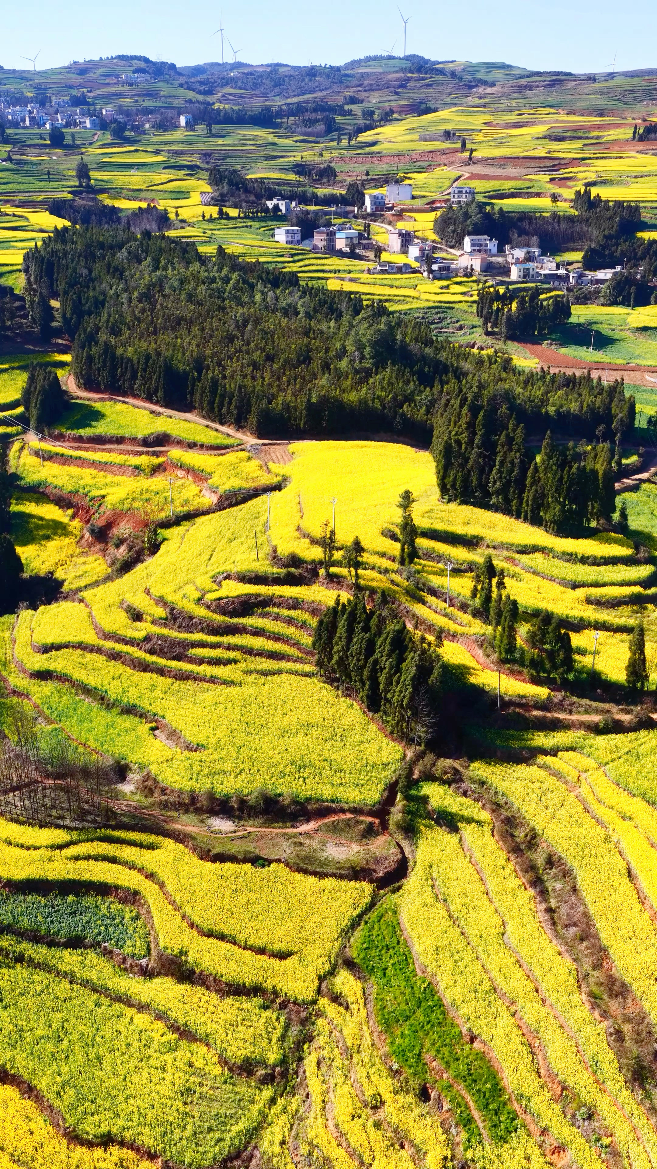 云南罗平梯田油菜花海一定要去看看