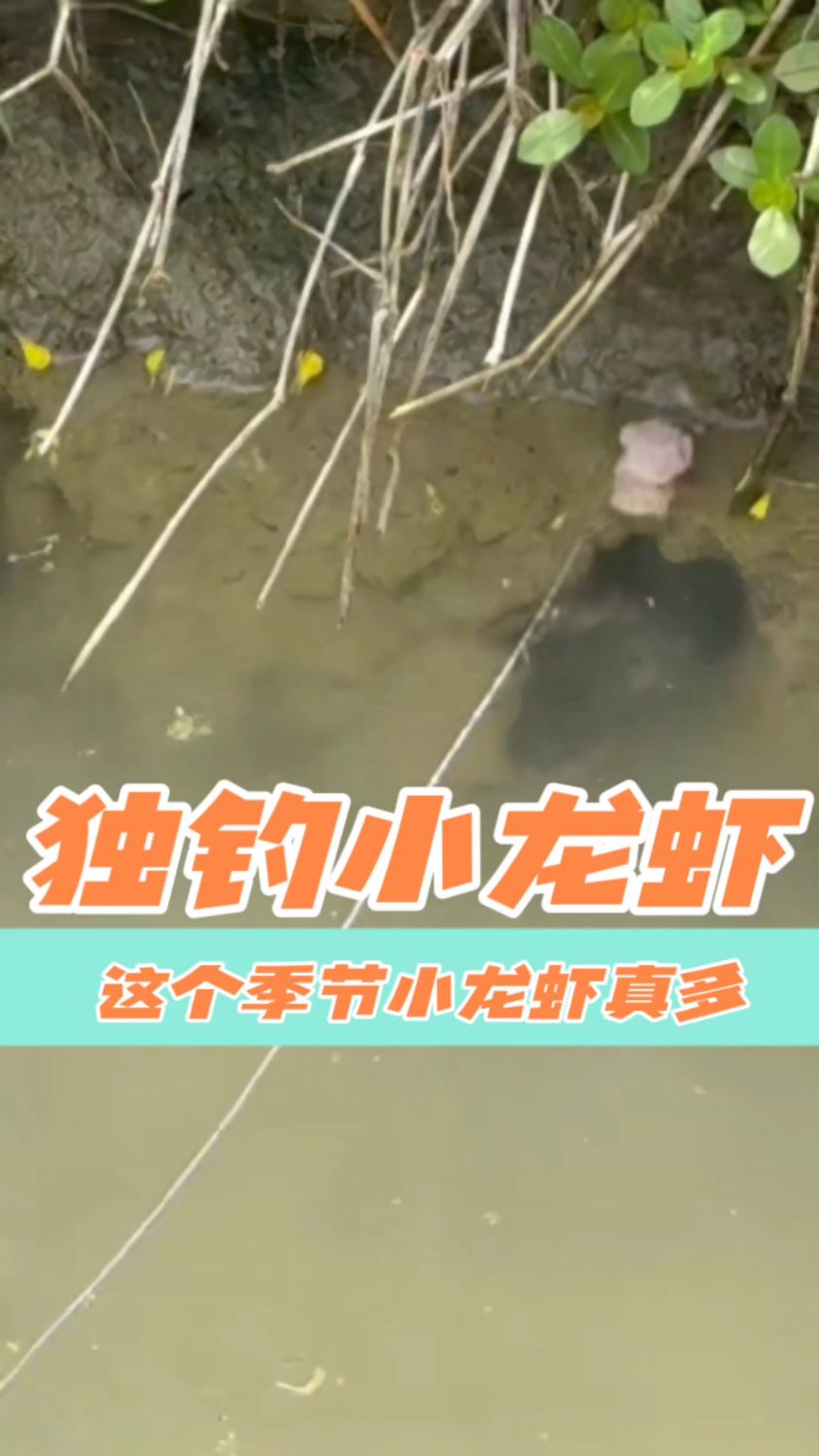 户外打野小龙虾，今年的野生小龙虾真多！