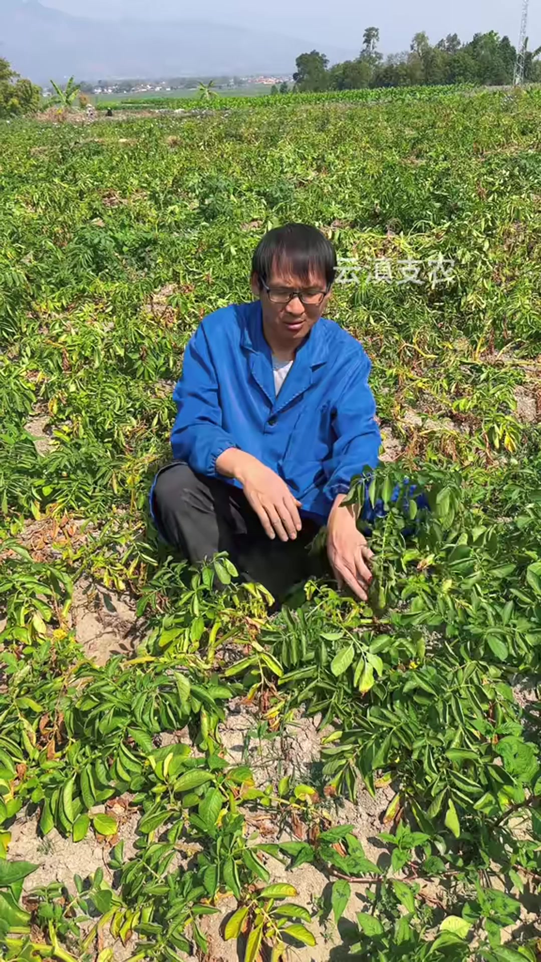 粉糯香甜适合做火锅食材,煮后软糯超好吃,云南红皮土豆火锅食材