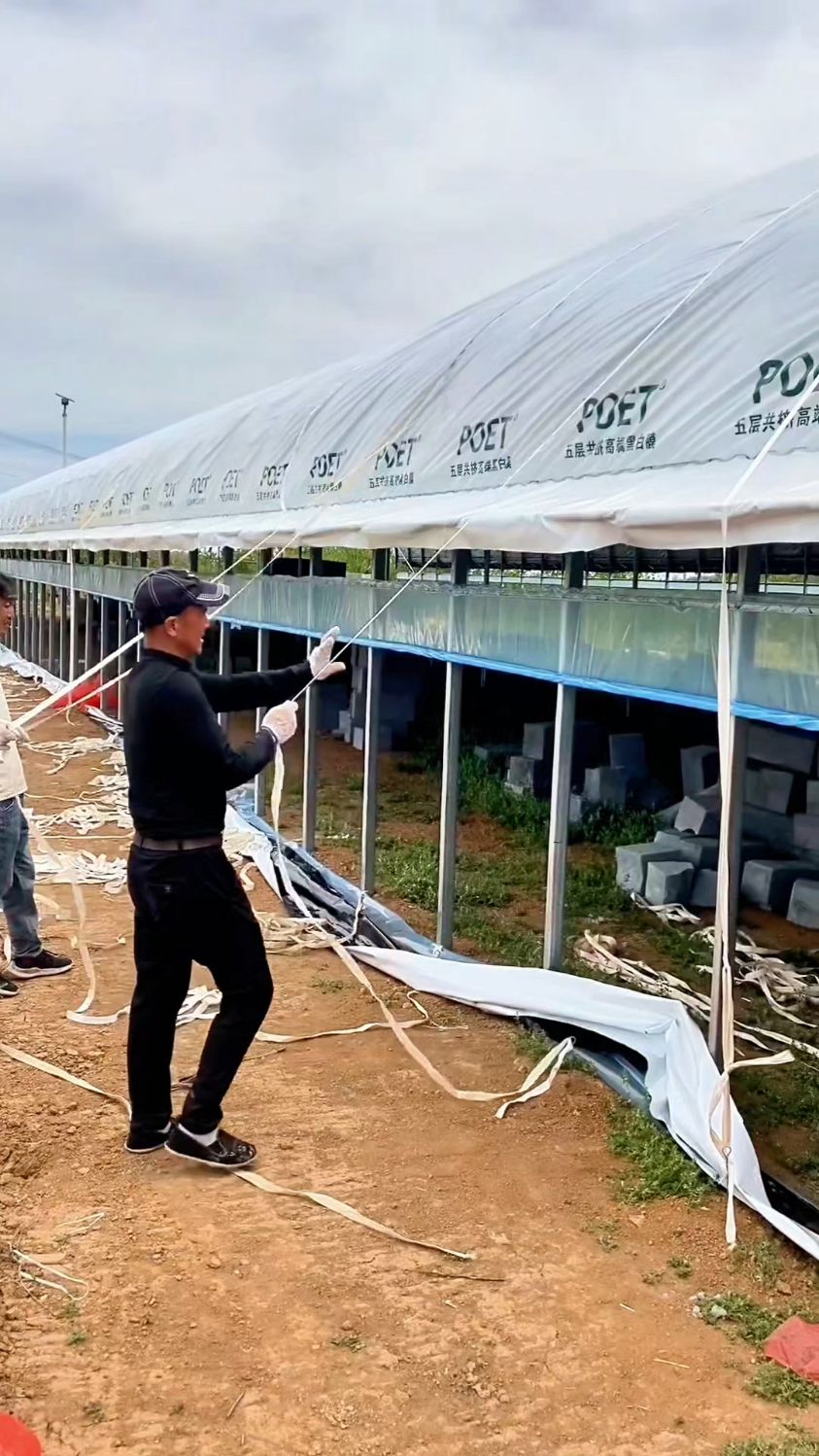 能养5000只蛋鸭的大棚#蛋鸭养殖大棚#养鸭大棚#养鸭场建设#养殖棚