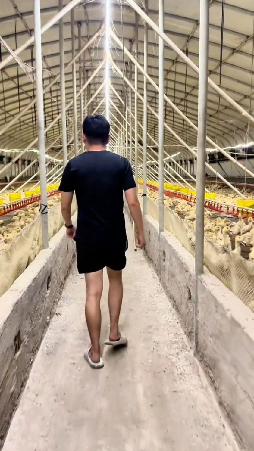网床肉鸭养殖大棚#肉鸭养殖棚 #养鸭场建设#养鸭大棚
