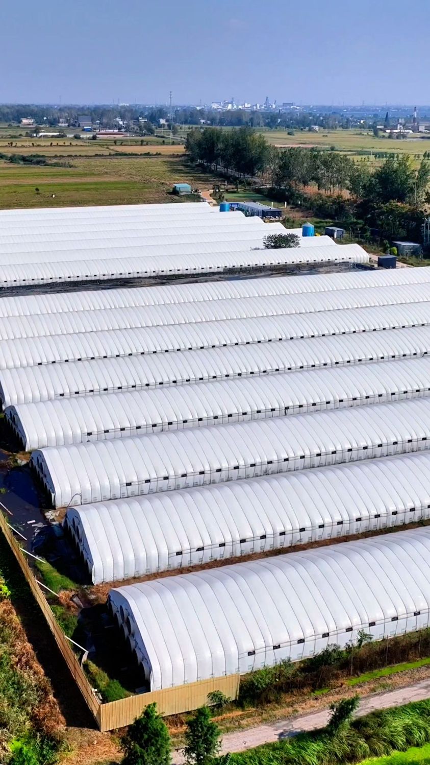 地养肉鸡养殖大棚安装搭建#养鸡大棚 #新型养殖棚搭建 #肉鸡养殖棚