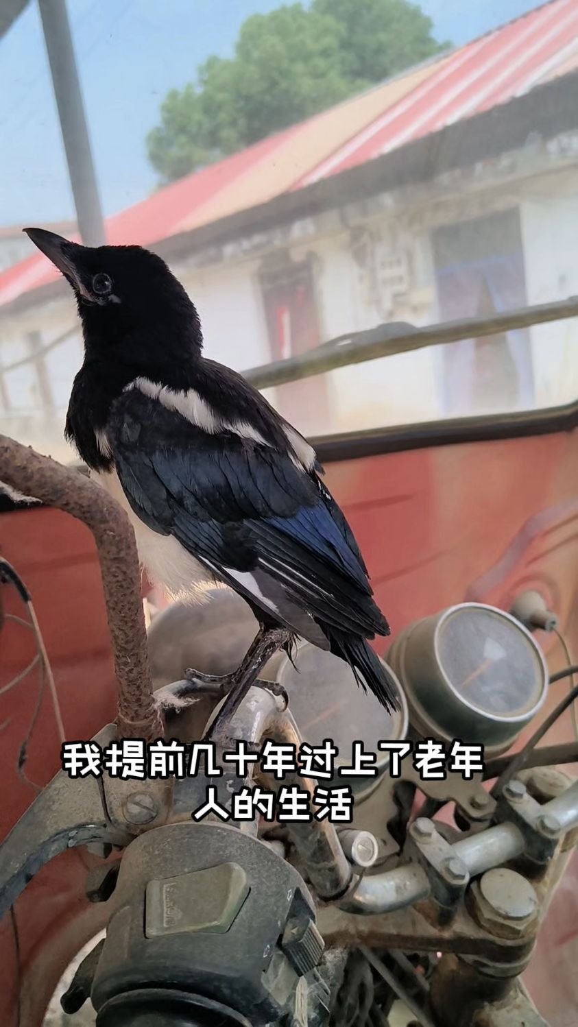 没事养养鸡,逗逗鸟,提前几十年过上老年人生活啦