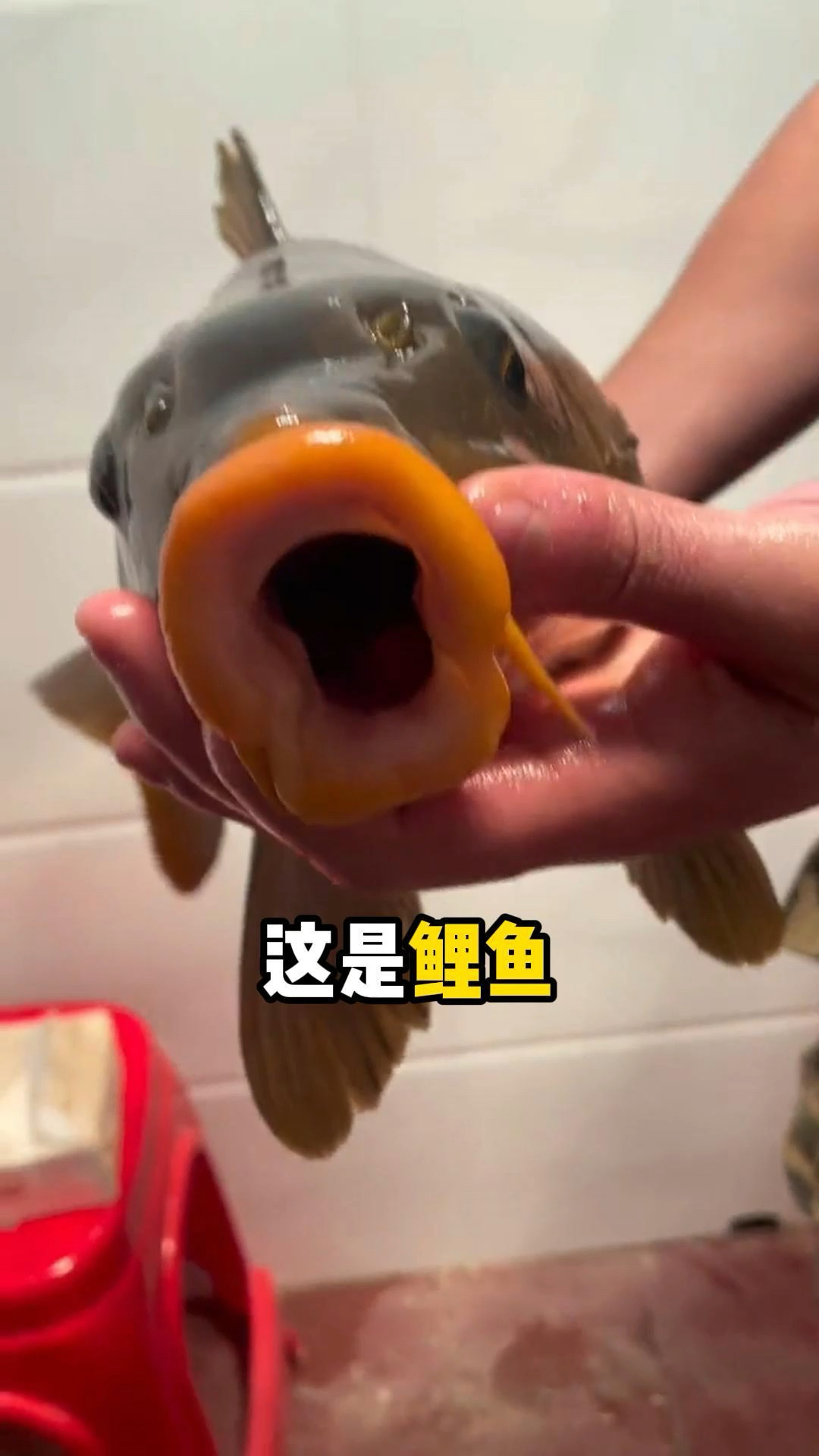 淡水鱼有没有你的爱!