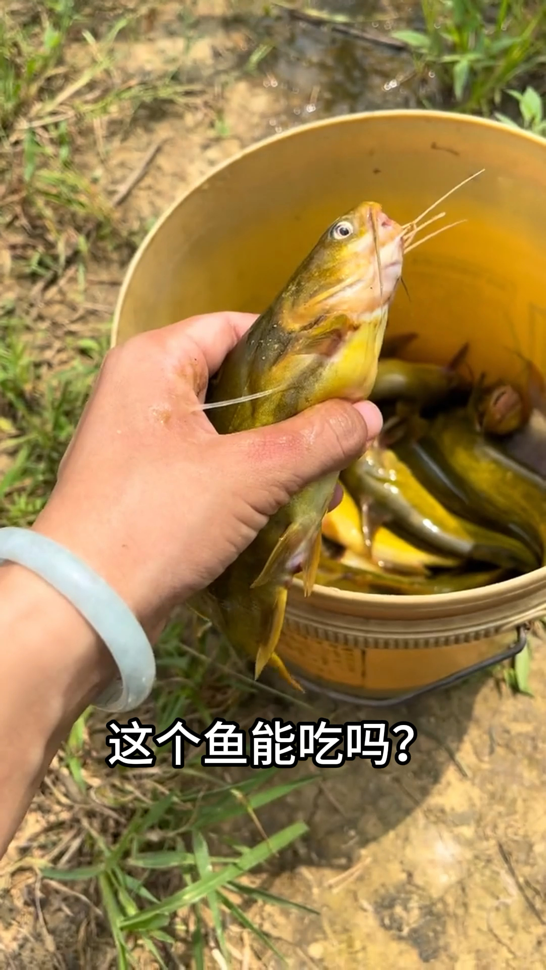 这10种淡水鱼遇到要注意，小心被刺到，有毒的地方不要随便吃