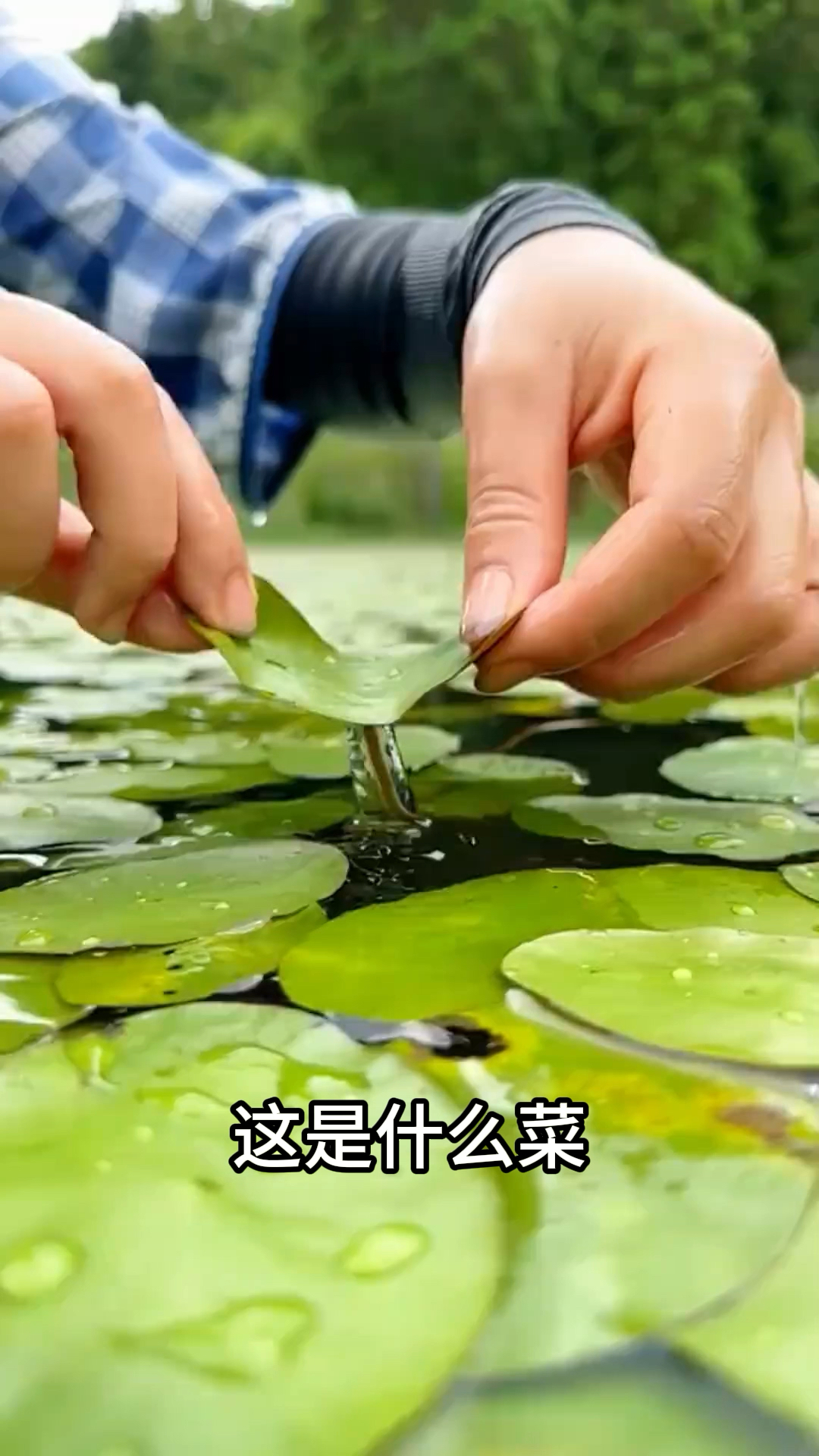 分享30种不同的菜，你都吃过哪几种呀？#小众蔬菜