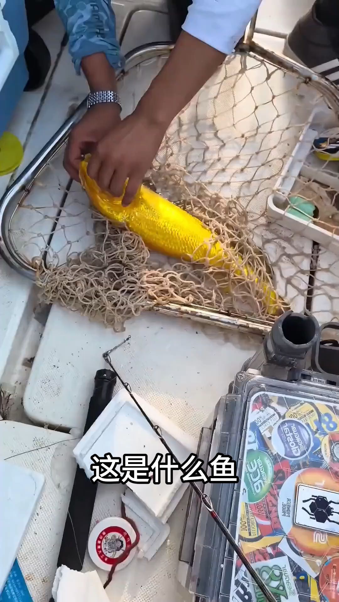 科普分享13种奇特的鱼,你见过几种?5.12斤的金条鱼价值6.8万元