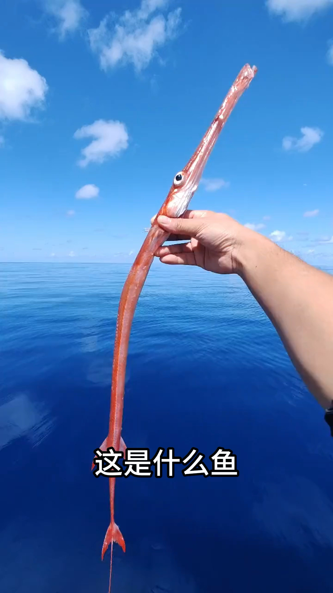 分享23种长相奇特的鱼，一定要看到最后哦！#海鱼 #科普 #长知识