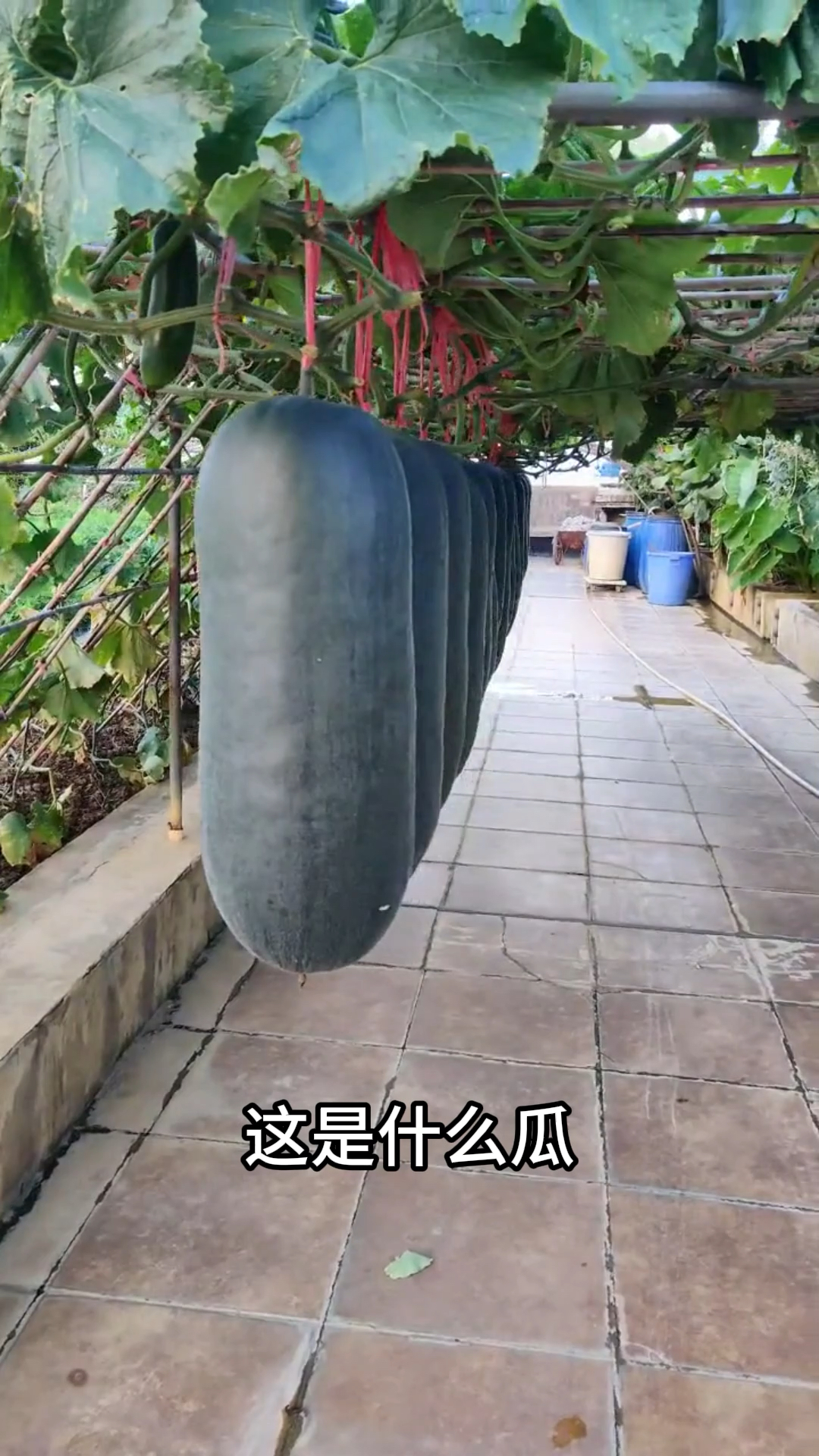 分享科普36种瓜，你都吃过几种？#西瓜 #水果 #蔬菜 #三农