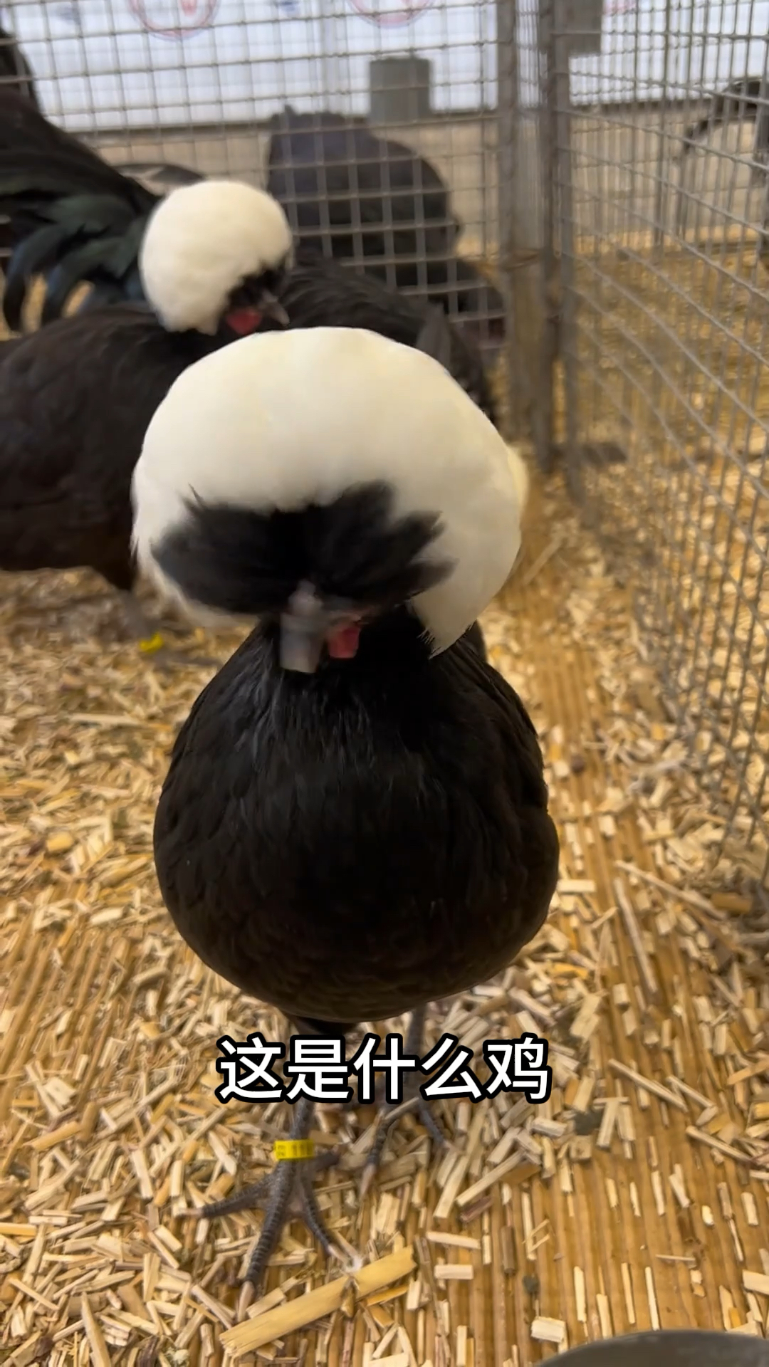 分享15种不同品种的鸡，你都认识哪几种？