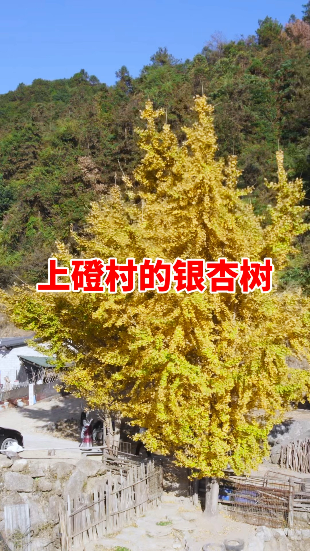 上磴村的银杏树黄叶,广东的冬天