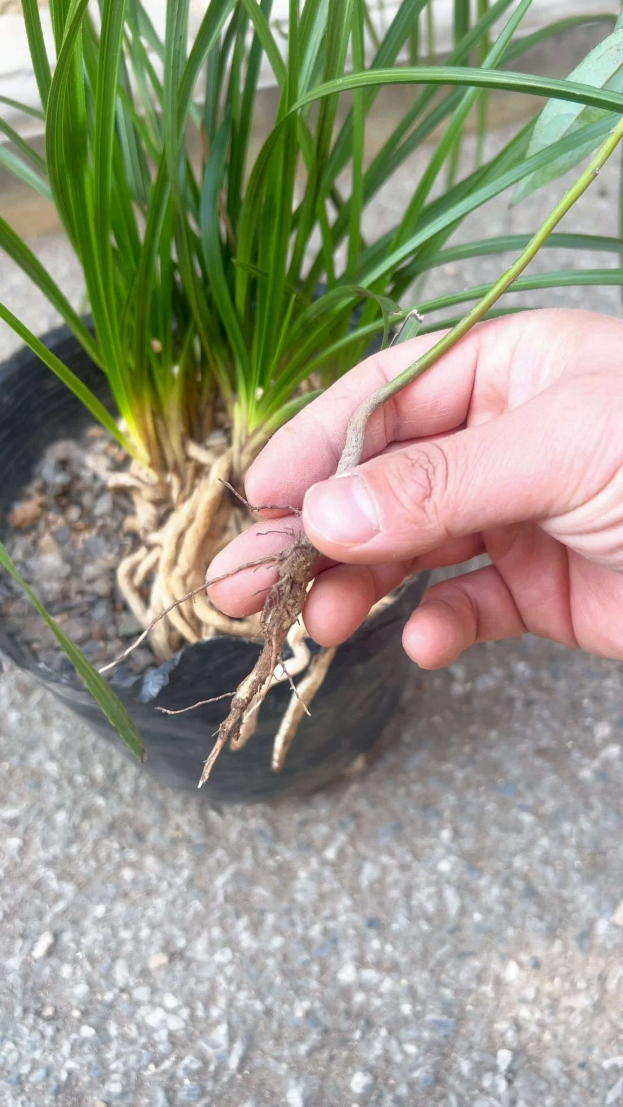 想要养好兰花,对兰花的根还是要有一个基本的了解!