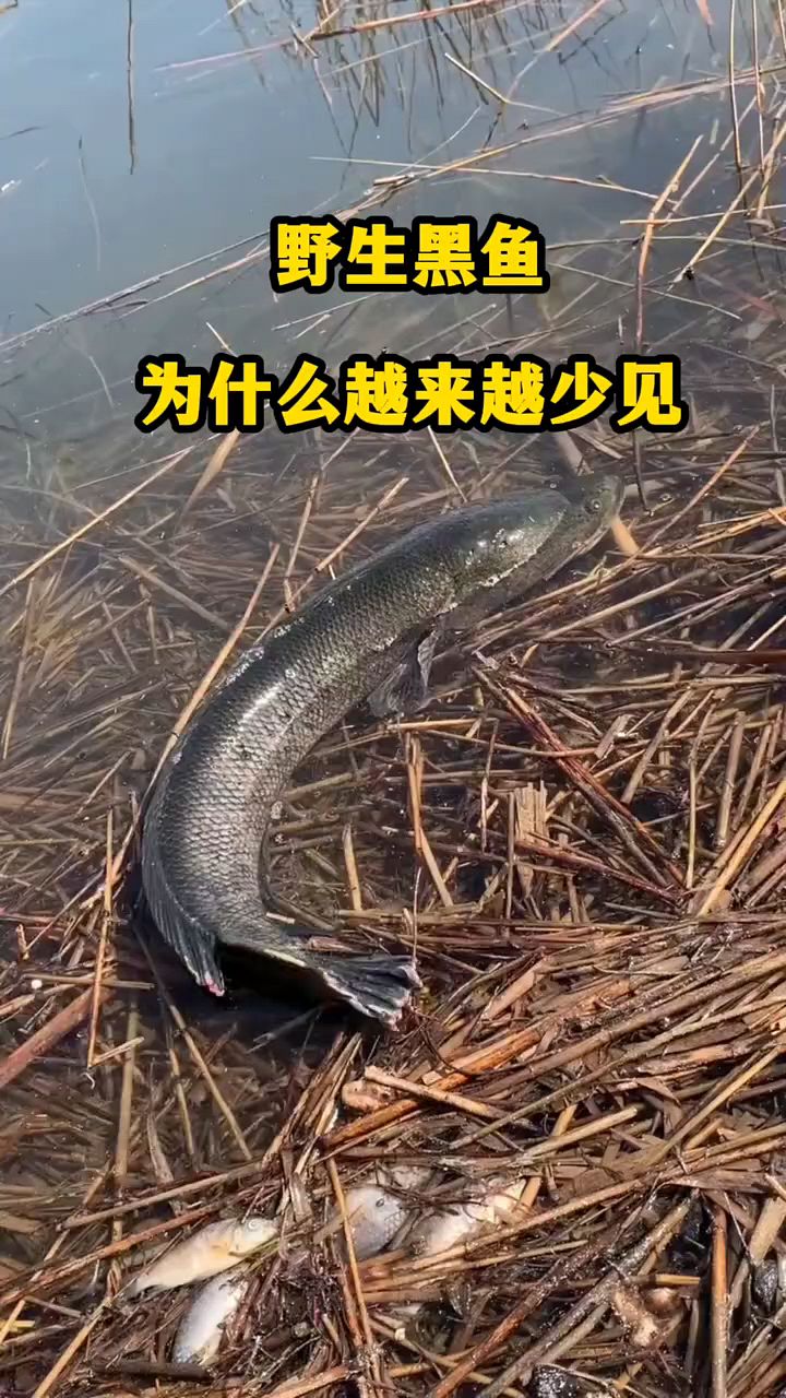 野生黑鱼为什么越来越少?