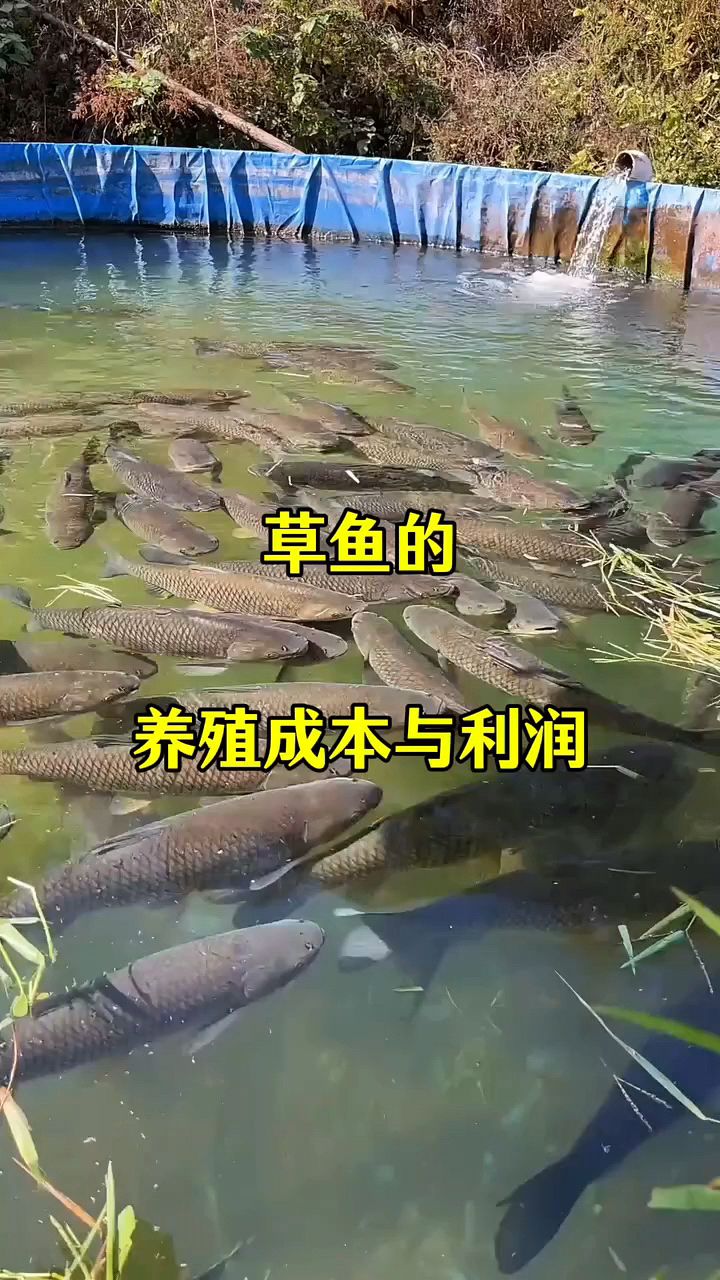 草鱼的养殖成本和利润。