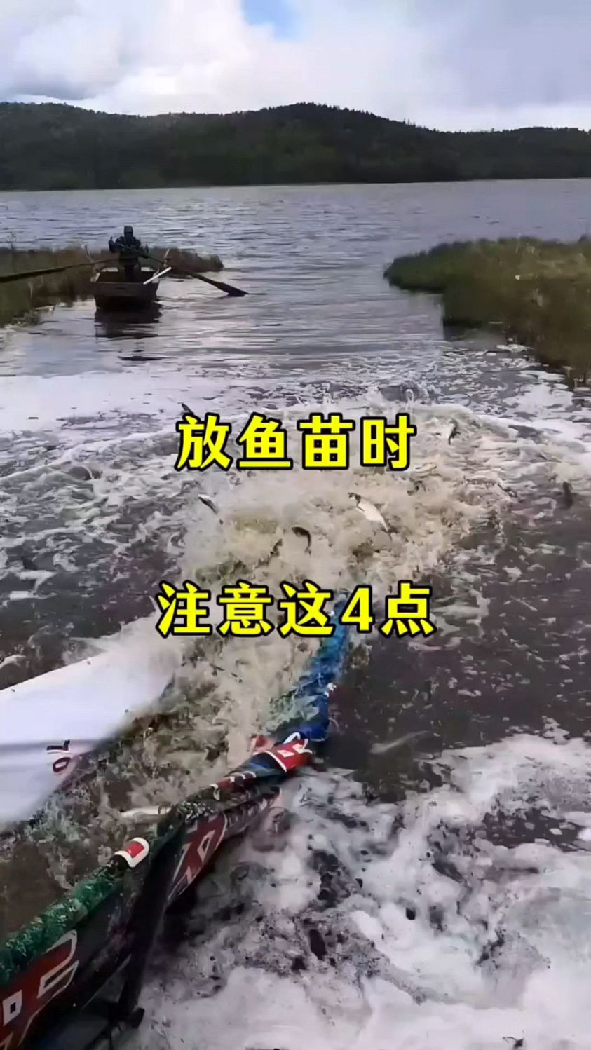 放鱼苗时候注意这四点