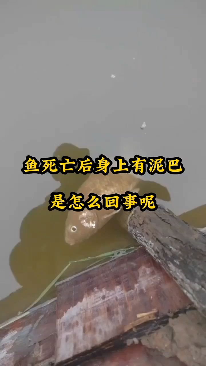 鱼死亡后身上都是泥巴