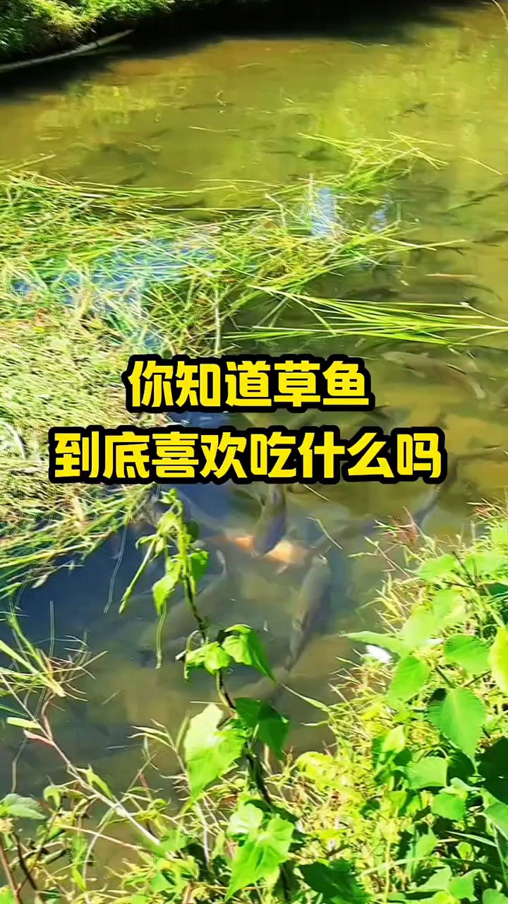 草鱼到底最喜欢吃什么?